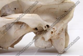 animal skull 0008